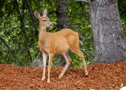 DSC_0017.JPG